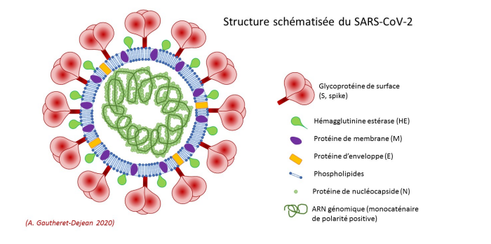 Structure schématisée de Sars COV2