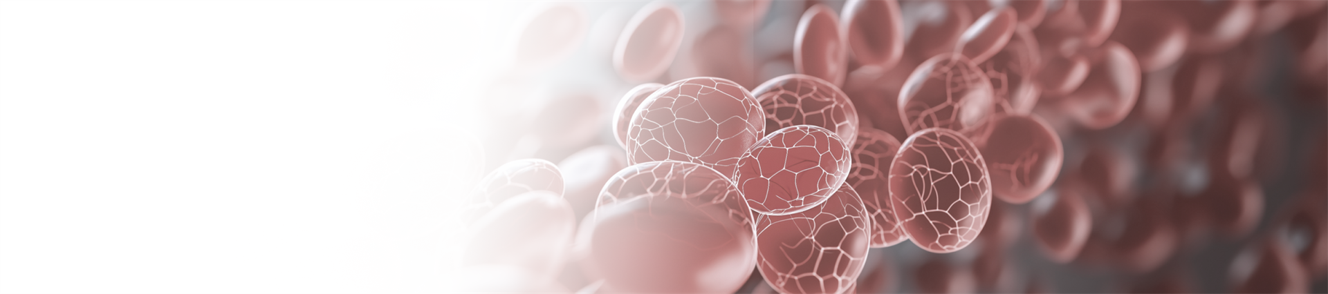Bannière Hematologie.png